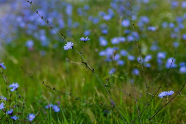 Yaygın hindiba (lat. Cichorium intybus) Çayırdaki çiçekler