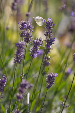 Yaz tarlasında lavanta çiçekleri