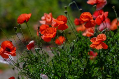 Tarla gelinciği (papaver yaygın) çiçekleri