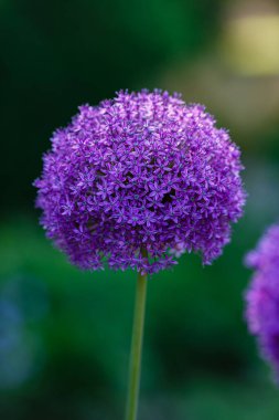 Bahçede büyüyen Allium mor çiçekleri