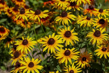 yaz bahçesinde Rudbeckia çiçekler