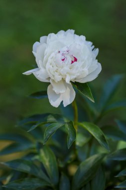 Bahçede beyaz şakayık (Festiva Maxima) çiçekleri