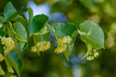 Bahar mevsiminde Linden çiçek açar.