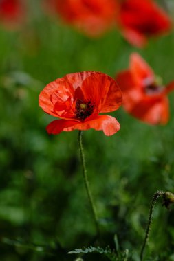 Tarla gelinciği (papaver yaygın) çiçekleri