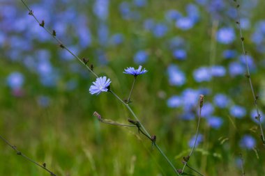 Yaygın hindiba (lat. Cichorium intybus) Çayırdaki çiçekler