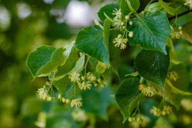 Bahar mevsiminde Linden çiçek açar.