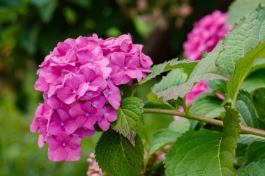 Hydrangea makrophylla çalısı. Yaklaş.
