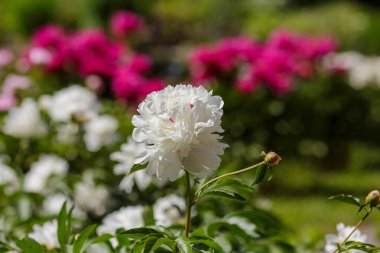 Güzel Şakayık çiçekleri Bahçe