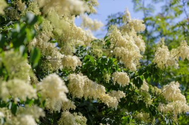 Doğada Amur leylağı (Latin Şırınga amurensis) çiçekleri