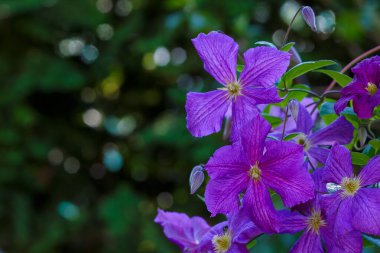 Bahçede uzun ömürlü Clematis sarmaşıkları. Büyüyen klematitler. Açan klematis