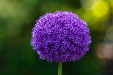 Bahçede büyüyen Allium mor çiçekleri