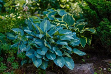 Yeşil bahçedeki Hosta bitkisi