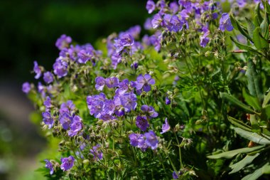 Sardunya çayırı ya da bahçedeki sardunya pratense çiçekleri