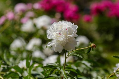 Güzel Şakayık çiçekleri Bahçe