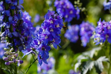 Bahçedeki Delphinium veya larkspur çiçekleri 