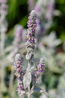 Stachys de bahçedeki Stahis çiçekleri.