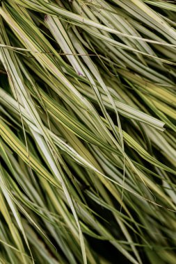 yeşil yapraklar arkaplan dokusu