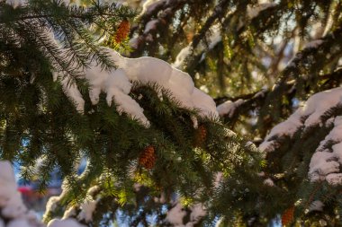 Karla kaplı ladin ya da kozalaklı çam ağaçları. Noel arkaplanı