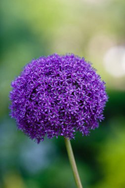 Bahçede büyüyen Allium mor çiçekleri