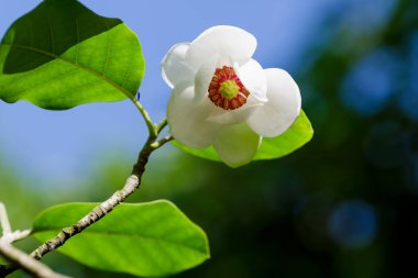 Bahçedeki Magnolia Siebold çiçeği