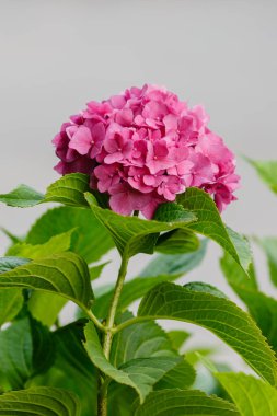 Hydrangea makrophylla çalısı. Yaklaş.