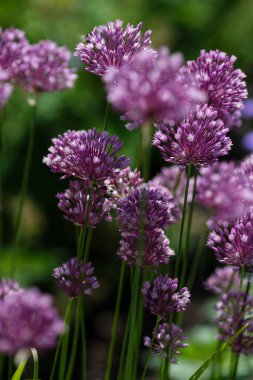 Eğil (düz. Allium rotundum) çiçekleri 