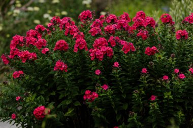 Phlox paniklemiştir (lat. Phlox paniculata) - daimi bir bitkisel bitki