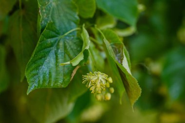 Bahar mevsiminde Linden çiçek açar.