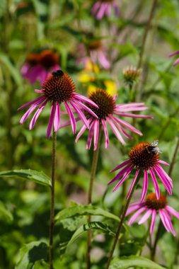 Tıbbi bitki ekinezisi. Echinacea 'nın çiçeğinin üzerindeki arı