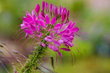 Cleomenes ( lat. Bahçedeki çiçek.