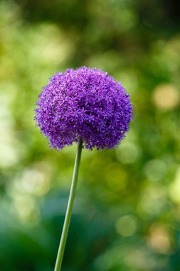 Bahçede büyüyen Allium mor çiçekleri