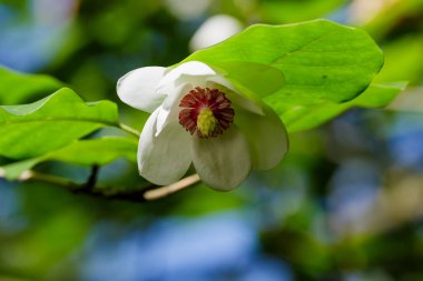 Bahçedeki Magnolia Siebold çiçeği