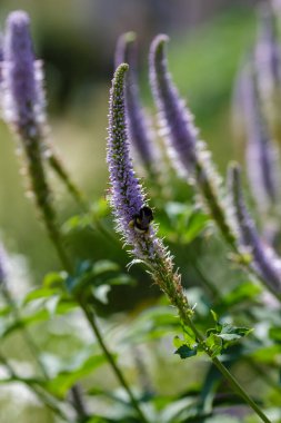 Veronica 'nın mavi çiçeklerindeki yaban arısı (lat. Veronicastrum )