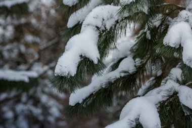 Karla kaplı bir ladin dalı. Noel arkaplanı veya afişi