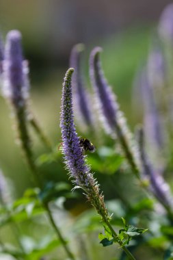 Veronica 'nın mavi çiçeklerindeki yaban arısı (lat. Veronicastrum )