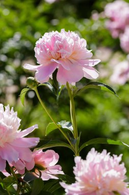 Bahçedeki güzel pembe şakayık çiçekleri