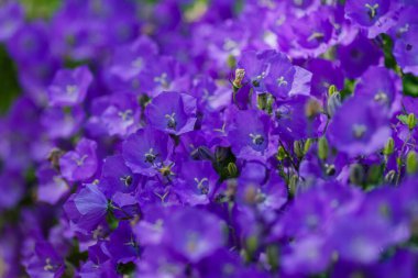 Bahçede gelişen Campanula Carpatica. Campanula Carpatica 'nın güzel mavi çiçekleri