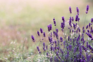 Lavandula angustifolia ya da Lavandula 'nın ya da lavanta yosunu ya da lavanta dikeninin arka planı