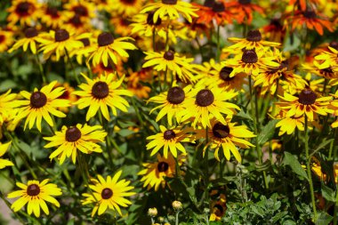 yaz bahçesinde Rudbeckia çiçekler