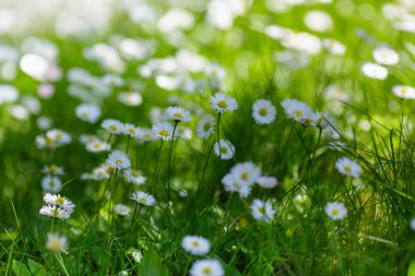 Beyaz papatyaları olan doğal yeşil bir arka plan.