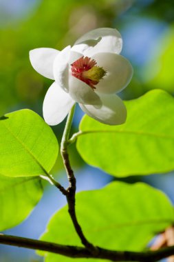 Bahçedeki Magnolia Siebold çiçeği