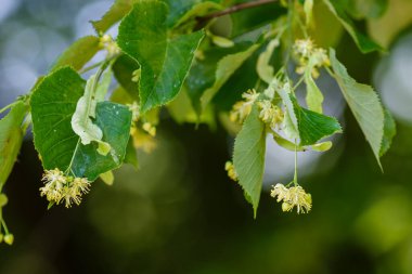 Bahar mevsiminde Linden çiçek açar.