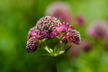 Astrantia büyük veya astrantia büyük veya Zvezdovka büyük (lat. Astrantia major) çiçekler