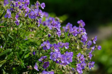 Sardunya çayırı ya da bahçedeki sardunya pratense çiçekleri