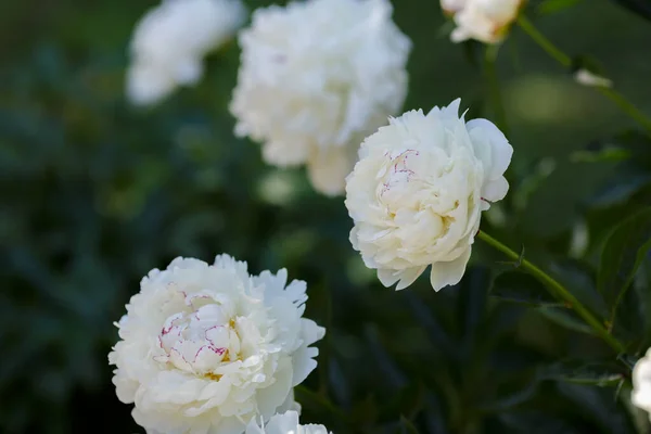 Peonía Blanca Festiva Máxima Flores Jardín —  Fotos de Stock