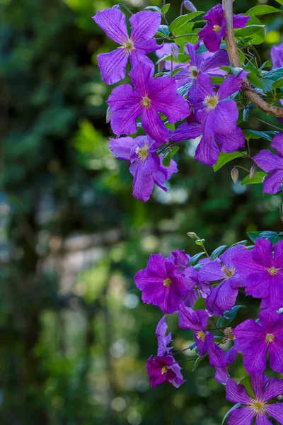 Flores Viñas Perennes Clematis Jardín Creciendo Clematis Clematis Floreciente —  Fotos de Stock