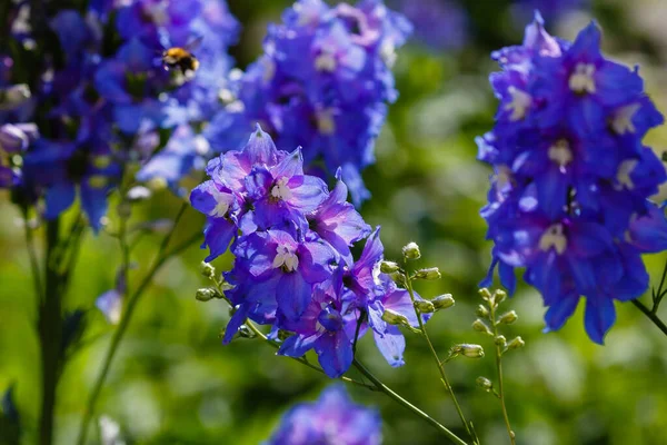 Delphinium Flores Larkspur Jardim — Fotografia de Stock