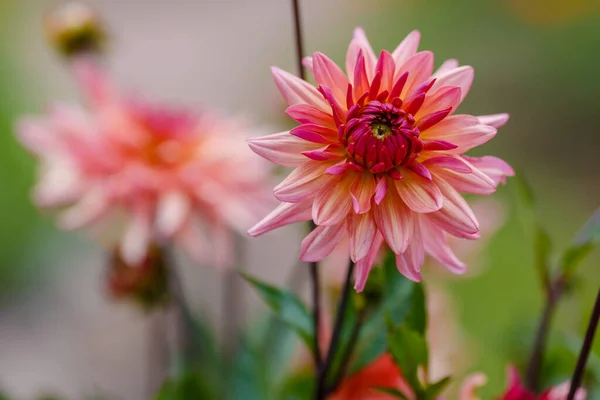 Lichtroze Dahlia Bloemen Tuin — Stockfoto