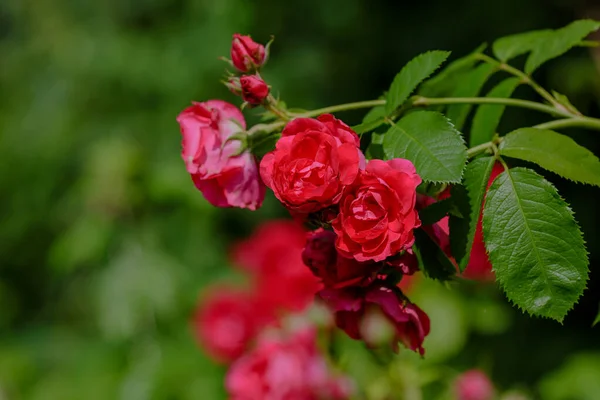 在花园里攀爬玫瑰Flammentanz花 — 图库照片
