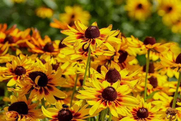 Квіти Рудбекії Літньому Саду — стокове фото